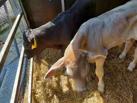 Lembu ternakan (lot, jantina tidak dinyatakan), Simmental cattle — foto 2