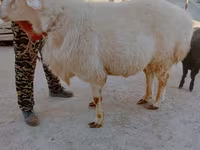 Widder, Arashan sheep — Foto 2
