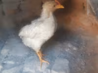 Chickens — عکس 3