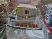 Məhsul: Dalmatin/limon rəng çalarları olan cüt dalmaçyalı-budgerigar — fotografija 3