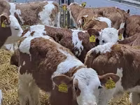 ІҚМ (топ, жынысы көрсетілмеген), Simmental cattle — 1-сурет
