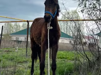 Айғыр, Thoroughbred horse — 2-сурет