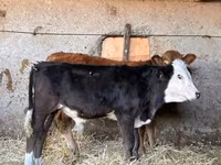Tyre, Simmental cattle — foto 1