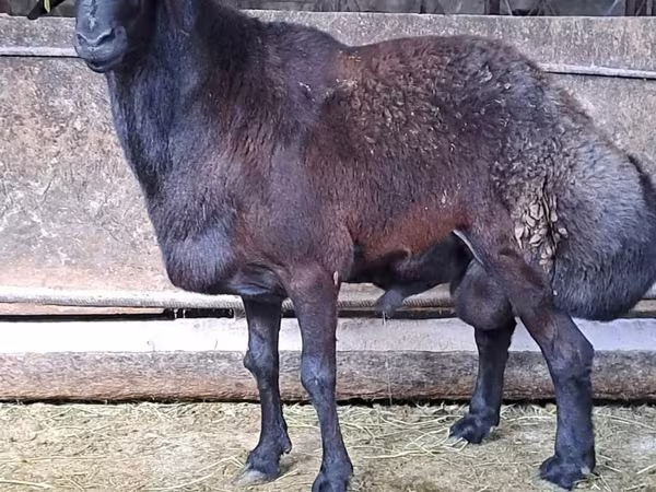 Beran, Hissar sheep