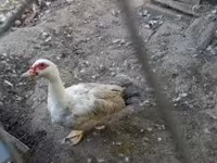 Ducks — عکس 3