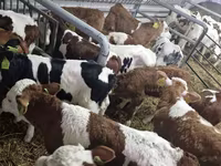 Toro, Simmental cattle — foto 3