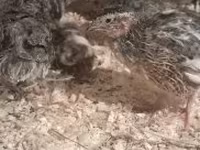 Quails — 사진 1