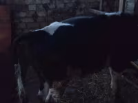 Bou, Russian Black pied cattle — foto 1