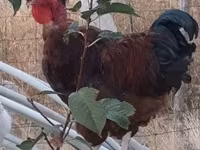 Chickens — ፎቶ 4