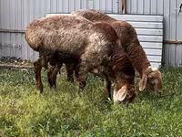 Montone, Rhon sheep — foto 1