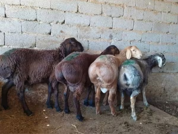 قوچ, گوسفند