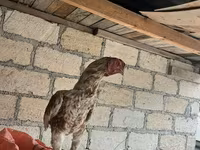 Chickens — foto 2