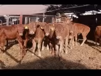 Toro, Mucca limousine — foto 2