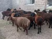 Vædder, Hissar sheep — foto 2
