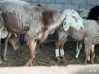 Schaf, East Friesian Dairy sheep — Foto 3