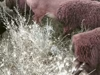Wad, Sheep — sawirka 5