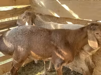 قوچ, Arashan sheep — عکس 1
