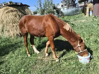 Aygır, Atlar — foto 5