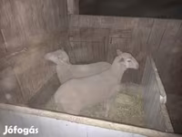 میش, گوسفند — عکس 3