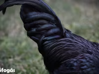 Australorp — foto 2