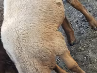 Vædder, Rhon sheep — foto 4