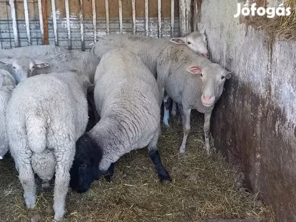 Kos, White Suffolk sheep