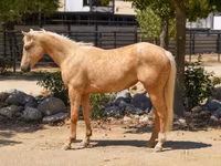 Kuda betina, Quarter Horse — foto 1