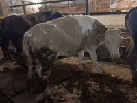 Ko, Simmental cattle — foto 3
