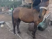 Kůň, Koně — foto 2