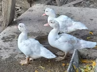 Ducks — Foto 2