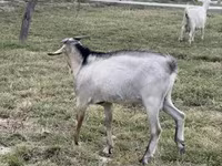 بز ماده, Saanen goat — عکس 3
