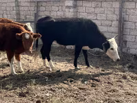 Krava, Latvian Blue cattle — foto 1
