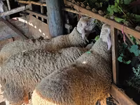 Wad, Lacaune sheep — sawirka 3