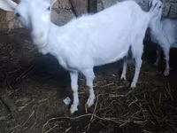 Jarac, Saanen goat — fotografija 2