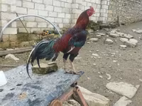 Chickens — รูปภาพ 6