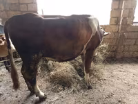 Krava, Simmental cattle — fotografija 1