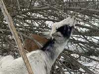 Capra, Saanen goat — foto 1