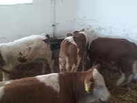 ІҚМ (топ, жынысы көрсетілмеген), Simmental cattle — 3-сурет