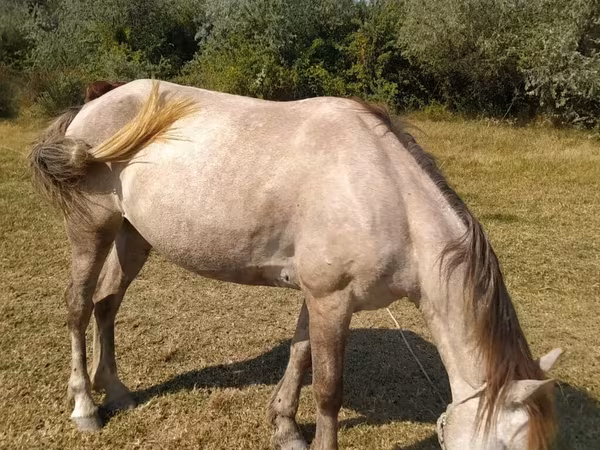 Hoppe, Azerbaijan horse