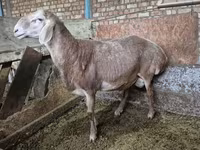 Vædder, Rhon sheep — foto 2