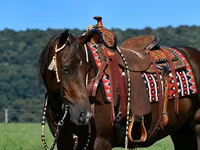 ม้าตัวผู้, Quarter Horse — รูปภาพ 4