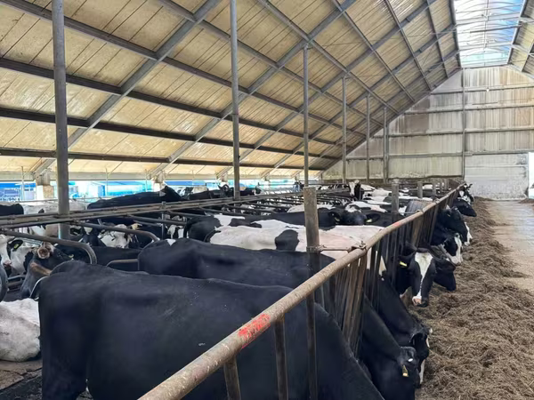 İnek, Holstein ırkı