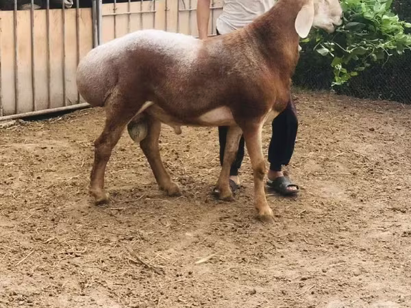 Beran, Ovce