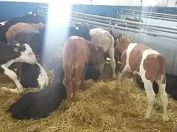 Rundvee (partij, geslacht niet gespecificeerd), Simmental cattle