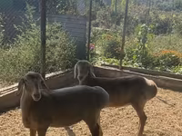 Baran, Arashan sheep — zdjęcie 1