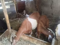 Goat, Goats — photo 4