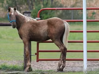 Cavallo, Black Sea breed — foto 6