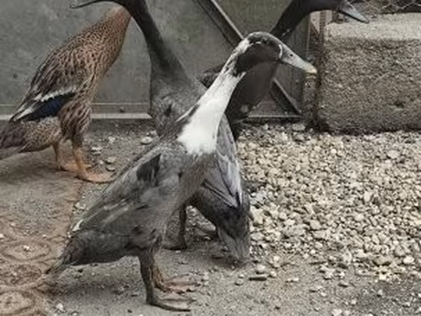 印度跑鸭