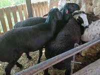 Bélier, Rhon sheep — photo 7