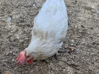 Chickens — تصویر 1